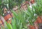 Limevaleplant-nursery-10.jpg; ?>