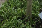 Limevaleplant-nursery-23.jpg; ?>