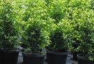 Limevaleplant-nursery-24.jpg; ?>